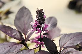 Muu ostleminelähedal ettevõttele in bloom flowers. Coming Into Bloom In Austin Edible Flowers Are More Than A Trend Food The Austin Chronicle