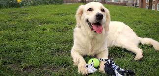 Most dogs love to chase, which is why flirt poles are a great choice — especially for high drive dogs. Pet N Sur Homemade Dog Toys