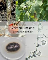 Image result for Colletoecema