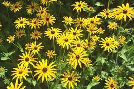 First, these plants are better adapted to soils, moisture and weather than exotic plants that evolved in other parts of the world. Szh28rai9gt4bm