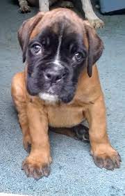 Jump to other pups in new york, ny browse boxer puppies and dogs in nearby cities Mohawk Valley Boxers Bulldogs Home Facebook