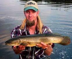 The dogfish were once a cherished clan in the deep, but were driven out for helping chef octo commit that unmentionable, unforgivable sin. Bowfin Fish Amia Calva Dogfish Grinnel Cabbage Pike