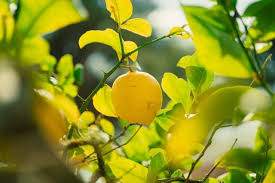 Fertiliser un Citronnier