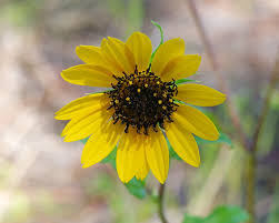 Image result for Helianthus debilis