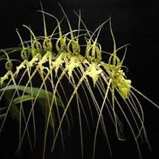 Pin On My Orchids