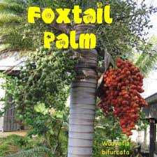 Image result for Wodyetia bifurcata