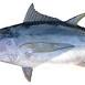 True tunas