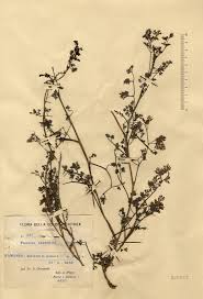 Image result for Fumaria abyssinica