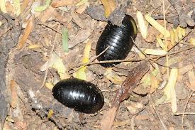 Image result for Dolichos trinervatus