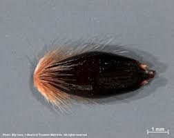 Image result for Andropogon schirensis