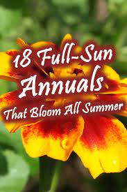Purple, pink, white, and blue; 18 Full Sun Annuals That Bloom All Summer Garden Tabs