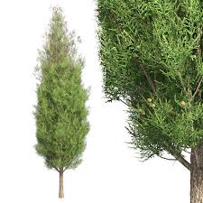 Also, be sure to choose an area with regular water from either natural rainfall or irrigation systems. 3d Model Italian Cypress Tree Vr Ar Low Poly Max Obj