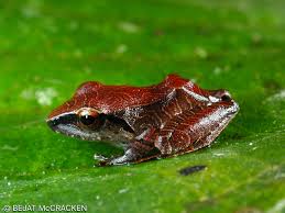 Image result for Pristimantis bambu