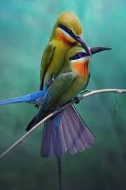 love birds love birds iphone wallpapers valentines day iphone backgrounds animals beautiful birds animals beautiful