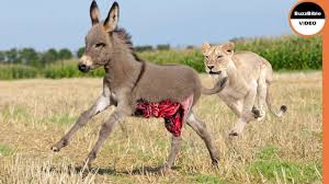 حیوانات جدید - کلیپ رازبقا - بچه الاغ تسلیم شیرهای بی رحم شد