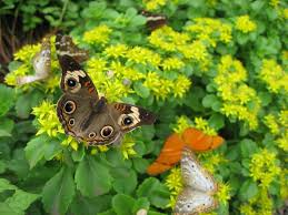Its nectar attracts butterflies and hummingbirds. Zone 5 Butterfly Garden Plants Suitable Plants For Butterflies In Zone 5