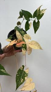 Image result for Fallopia