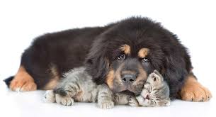 Very large dog breeds pictures and names. Large Dog Breeds Pictures And Names