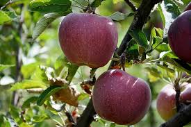 Check spelling or type a new query. Apel Merah Daun Daun Apel Merah Gambar Berwarna Alam Makro Daunnya Piqsels