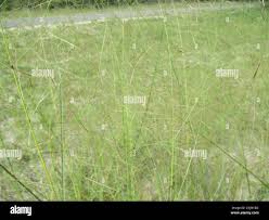Image result for Aristida meridionalis