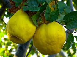 Apr 19, 2021 · different varieties produce fruit with pulp in various shades of white, pink, or red. Unusual Fruit And Fruit Trees To Grow Old Farmer S Almanac