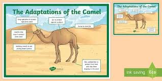 For centuries these herbivorous animals have aided men crossing vast desert lands with ease because of. Camel Adaptation A4 Display Poster Teacher Made