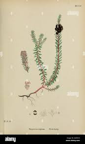 Image result for Cissus nigropilosa