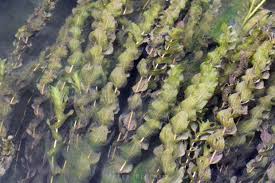 Image result for Potamogetonaceae