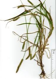 Image result for Setaria pumila