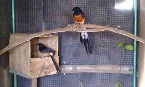 Mengetahui Kunci Utama Mengawinkan Burung Murai Batu Agar Sukses Burung Murai Burung Cantik