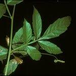 Image result for Paullinia pinnata