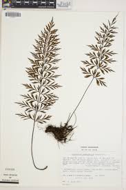 Image result for Asplenium bugoiense