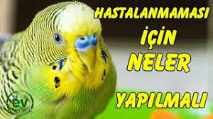 muhabbet kusu hasta olmamasi icin neler yapmaliyiz ev kuslari