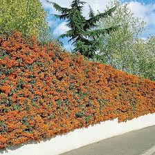 Image result for Pyracantha