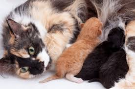 Les Soins Aux Chatons Nouveau Nes Wanimoveto