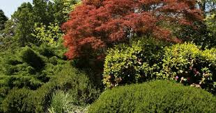 Cercis chinensis 'avondale' will reach around 3m tall, while cercis canadensis 'forest pansy' will grow to 8m. 5 Fast Growing Shade Trees Australia Australian House And Garden