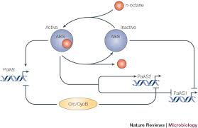 Check spelling or type a new query. Promoters In The Environment Transcriptional Regulation In Its Natural Context Nature Reviews Microbiology