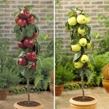 Maybe you would like to learn more about one of these? Pin On Patio Fruit Trees