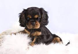 All of our dogs are akc Cavalier King Charles Spaniel Puppies Black Tan Ruby Oklahoma Texas King Charles Cavalier Spaniel Puppy Cavalier King Charles Spaniel King Charles Spaniel