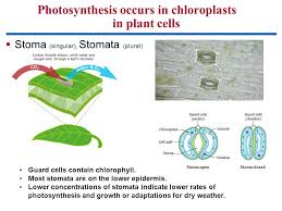 We did not find results for: Using Light To Make Food Ppt Video Online Download