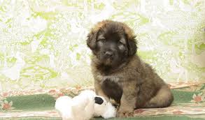 Leonberger Dog Breed Information Leonberger Dog Dogs Leonberger Puppy