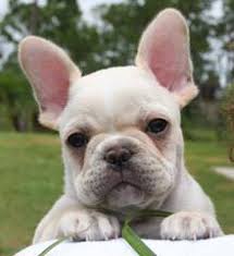 Maybe you would like to learn more about one of these? Dog Breeders In Florida Puppies For Sale In Florida