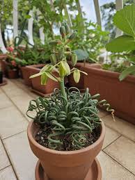 Image result for Albuca