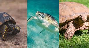 Library card number or ez username pin or ez password. Where Do Turtles Live A Complete Coverage Of Turtle Habitats Turtleowner Com