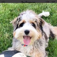 25 cute Aussiedoodle puppies for sale in Louisville, Kentucky