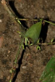 Image result for Belonophora