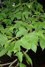 Image result for Liquidambar formosana