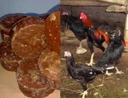 Berikut tips sukses dan potensi keuntungannya. Mengenali Manfaat Pemberian Gula Merah Pada Ternak Ayam Kampung Belajar Beternak