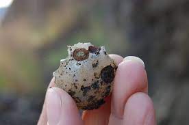 Kamloops group volcanic flows host agate and ferrierite (zeolite) mineralization. Facebook