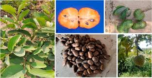 Image result for Monanthotaxis ferruginea